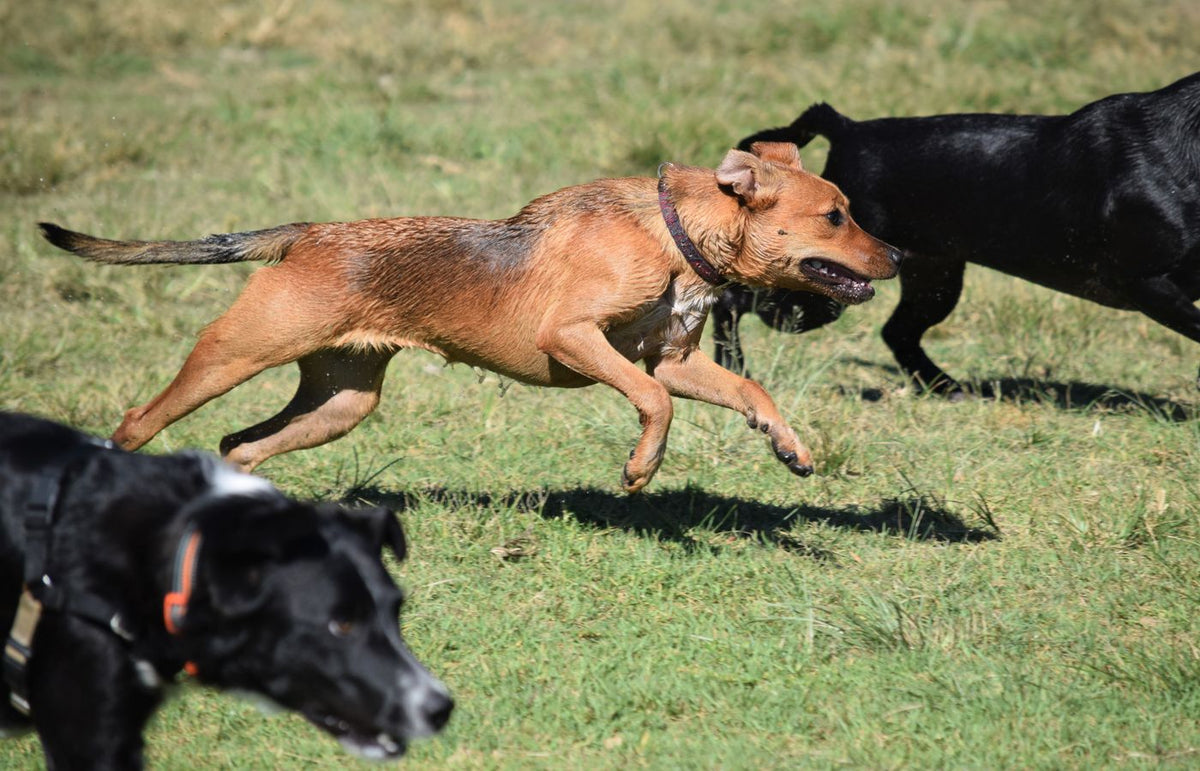 Two dogs joyfully running in a grassy field on a sunny day, capturing their playful nature.