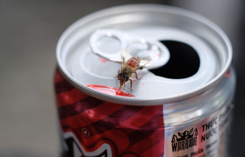 Close-up of a honey bee feeding on spilled soda on a can, captured in natural light.
