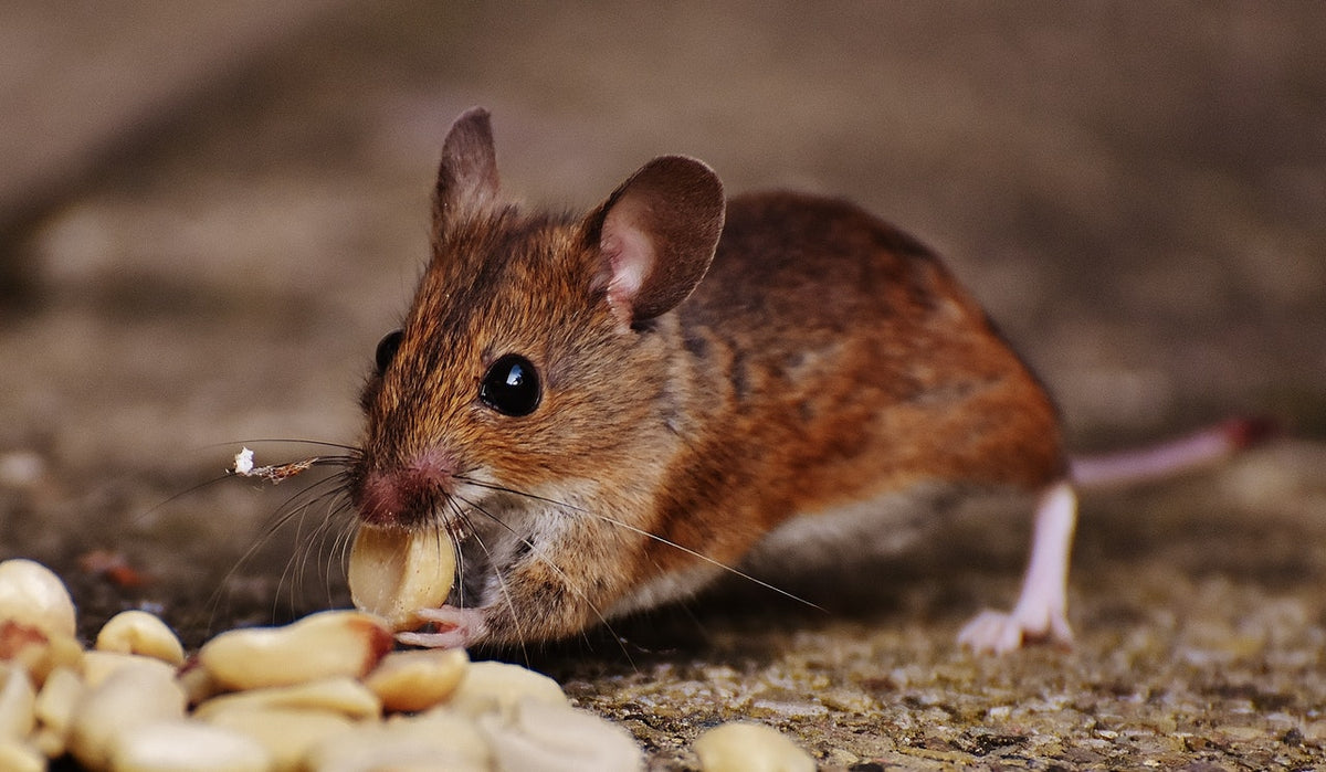 8 Expert Tips to Keep Mice and Rats Away for Good