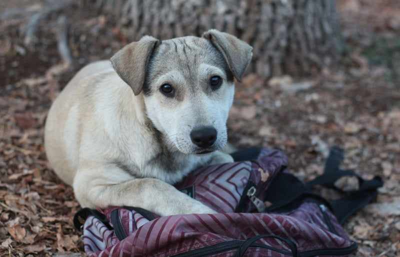 Cute puppy lying on a backpack surrounded by autumn leaves and nature.
