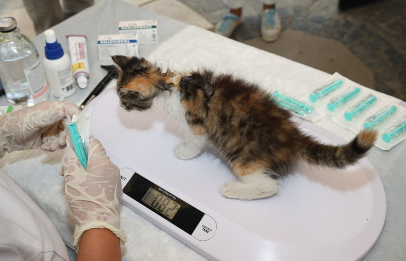 A veterinarian weighs a small kitten during a checkup at a clinic for pet health assessment.