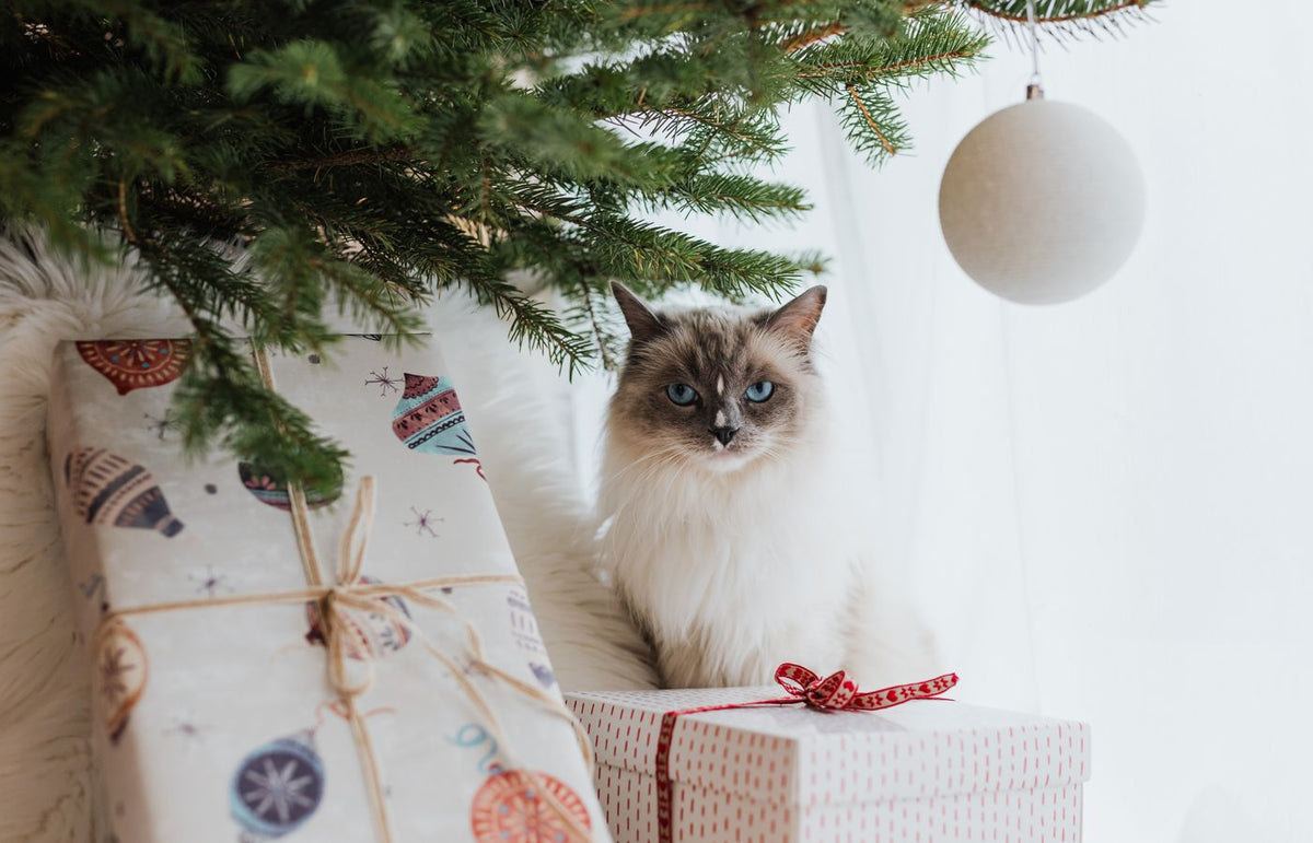 A fluffy ragdoll cat sitting under a Christmas tree surrounded by festive gifts.