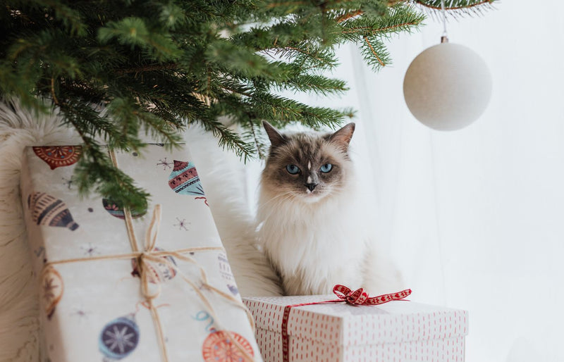 A fluffy ragdoll cat sitting under a Christmas tree surrounded by festive gifts.