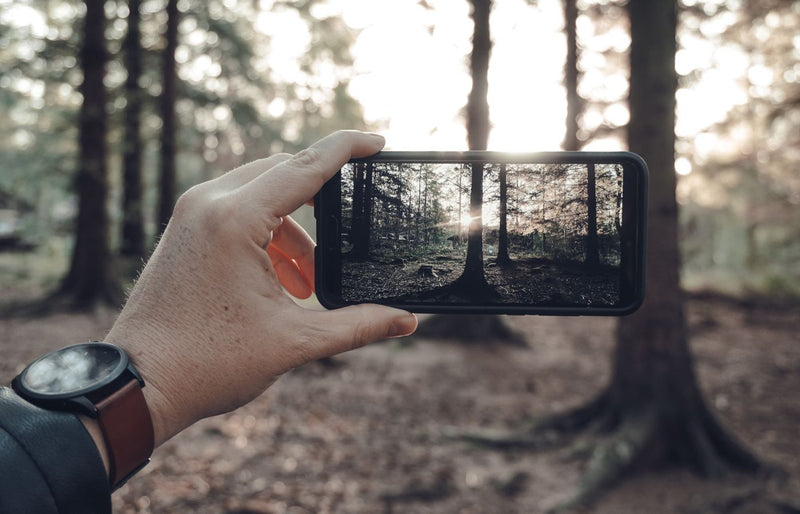 Hand holding a smartphone capturing a forest scene during sunrise, showcasing nature photography.