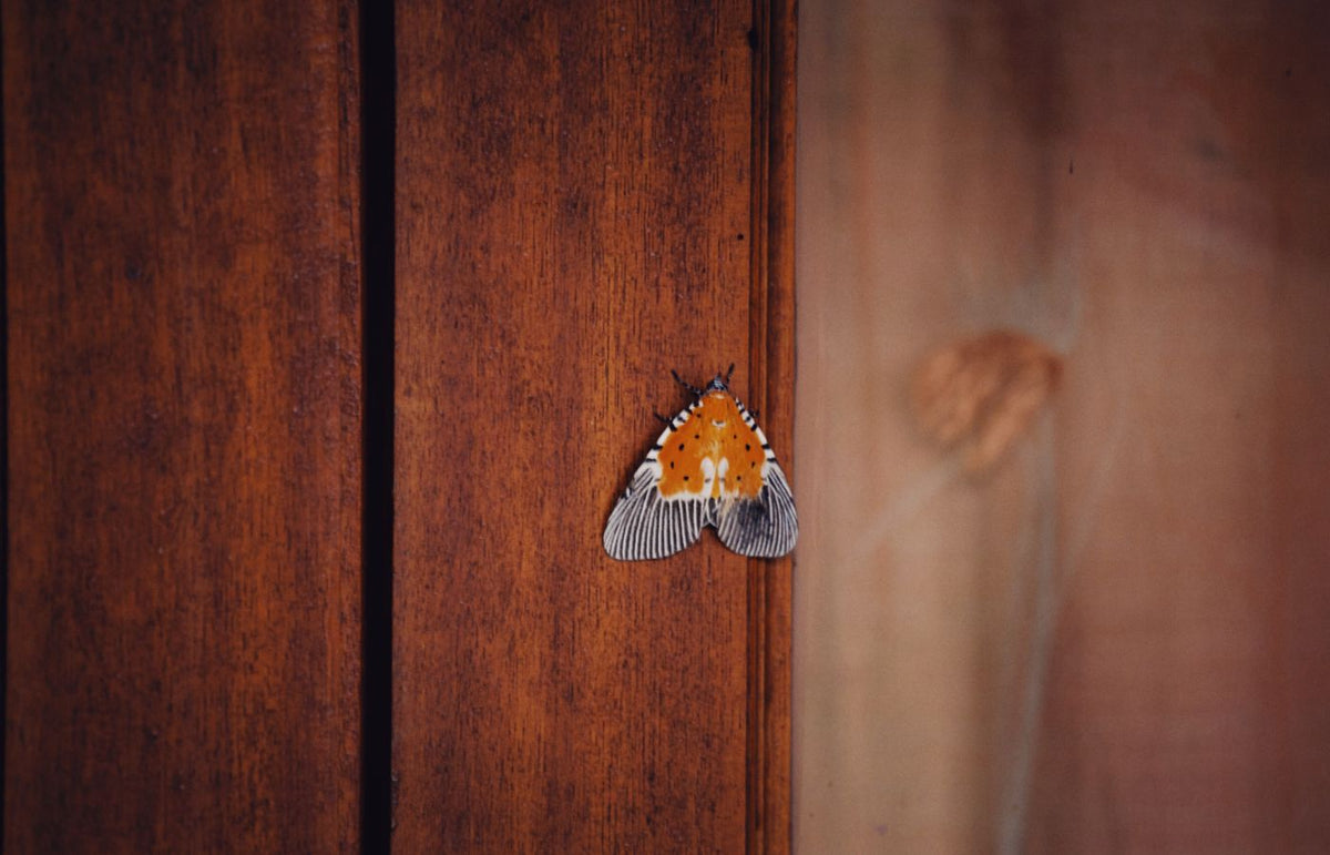 Detailed close-up of an orange and white moth resting on a wooden wall.