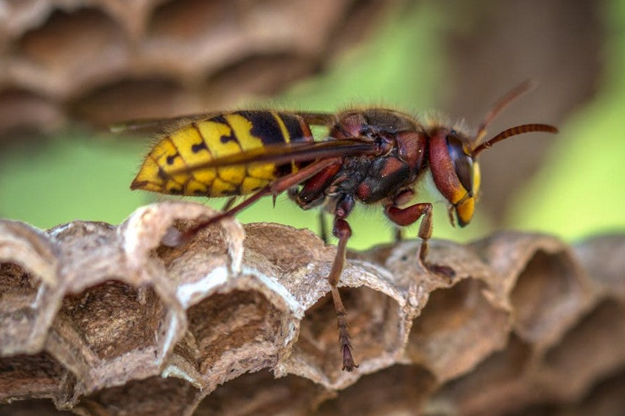 Wasp Nest Removal: Safe & Effective Post-Vacation Tips