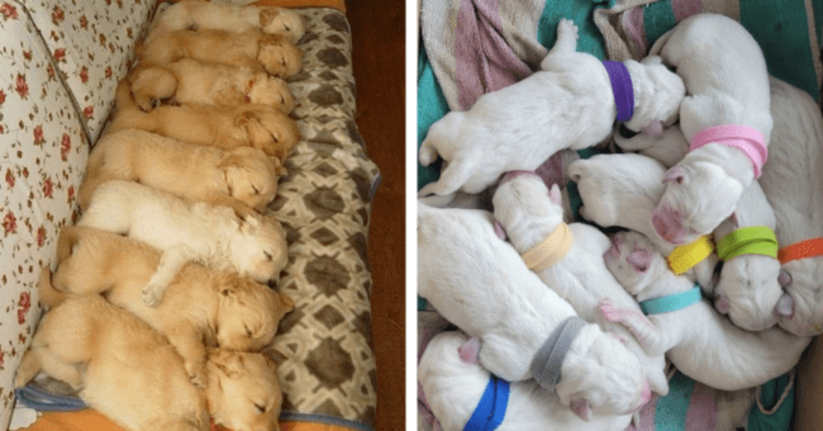 12 Photos of Enormous Puppy Litters And Proud Parents - grandgoldman.com