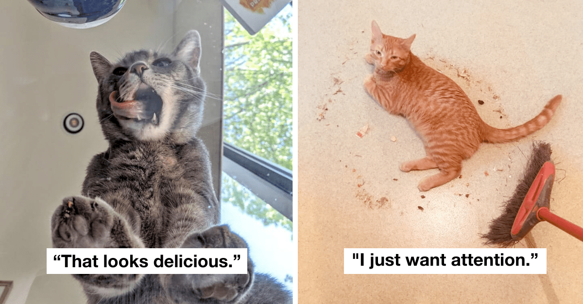 24 Photos That Hilariously Show How Life With Cats Is Really Like - grandgoldman.com