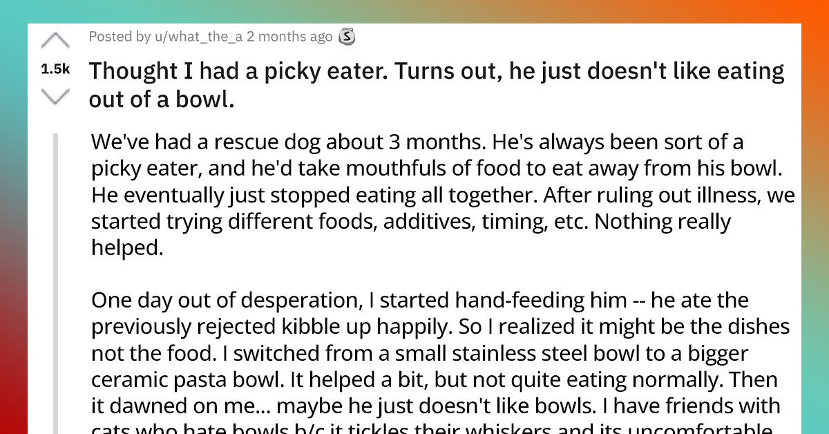 Humans Learn That Their Dog Doesn’t Like Eating Out Of A Bowl After He Refuses To Eat Anything
