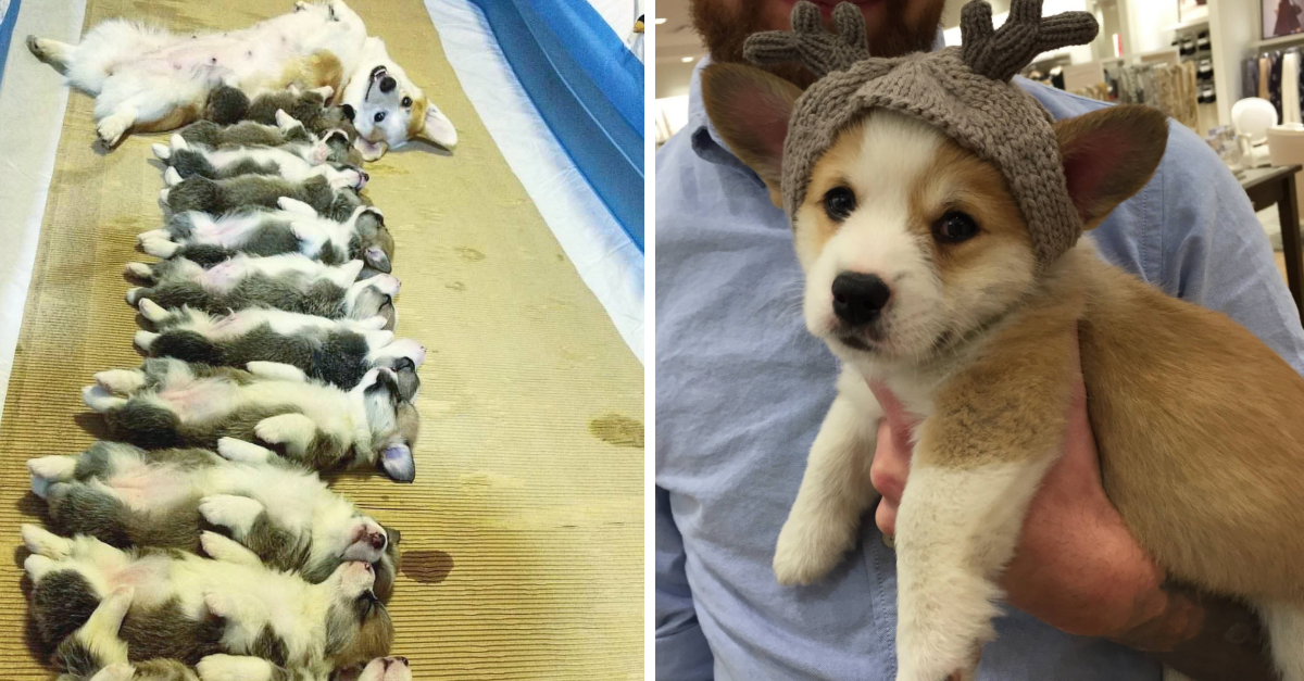 40 Pics Of Baby Corgis That Will Make Your Day Better