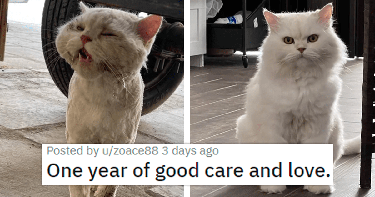 Adorable Collection Of Cats And Kittens To Fill Your Inner Void