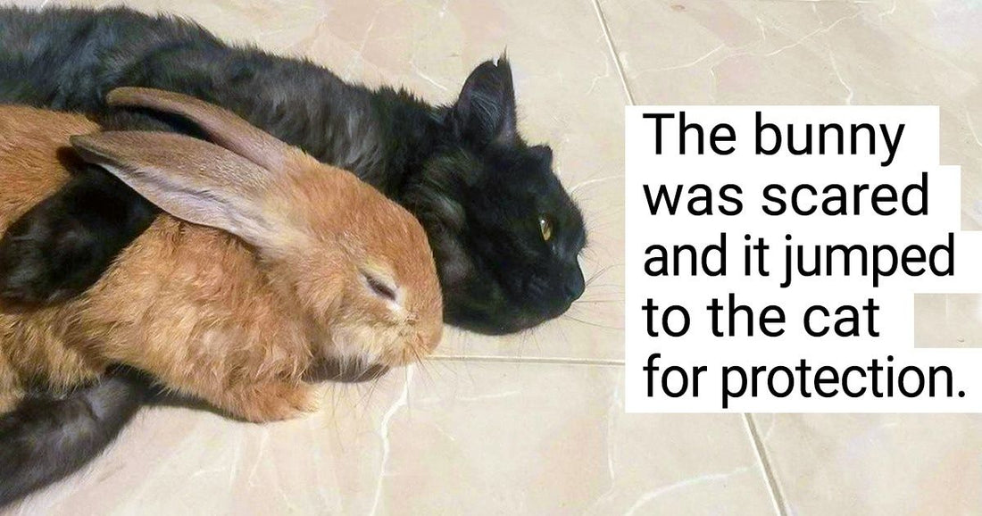 20 Pictures Of Animals That Prove It’s Not Blood That Makes Family But Unconditional Love
