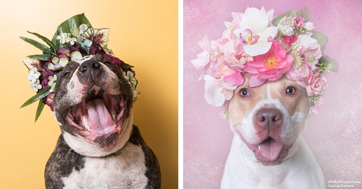 Photographer Takes Adorable Photos Of Pit Bulls With Flower Crowns To Save Their Lives