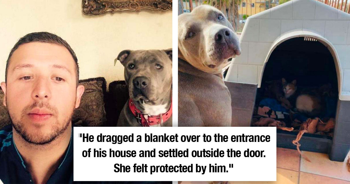 Pitbull Befriends A Stray Cat & Allows Her To Have Babies In His Dog House - grandgoldman.com