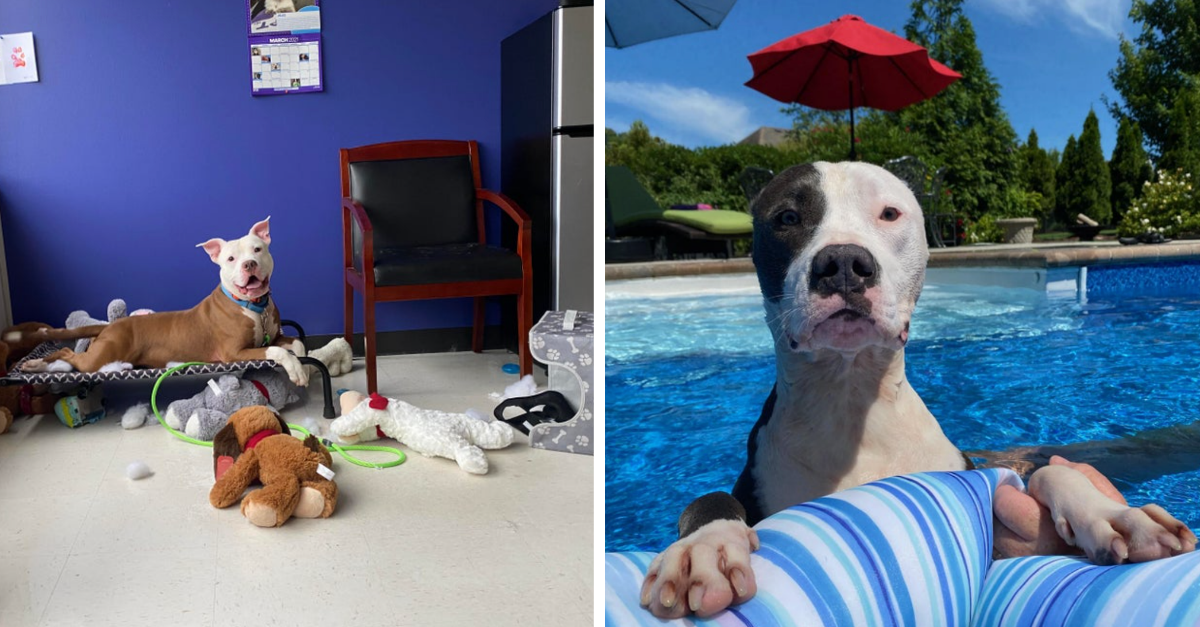 30 Gorgeous Pictures Of Pitbulls That Prove They Are The Sweetest - grandgoldman.com