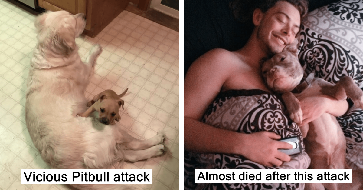 Adorable Pitbulls That Will Destroy All Stereotypes About Them - grandgoldman.com