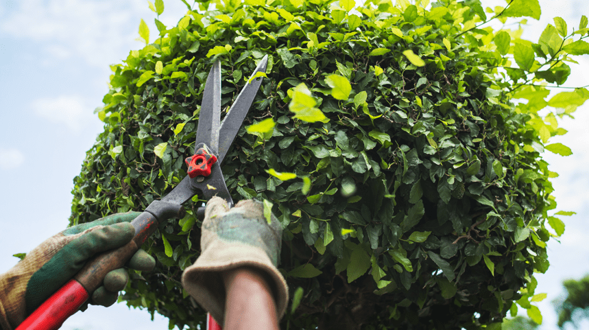Learn how to properly prune a tree - grandgoldman.com