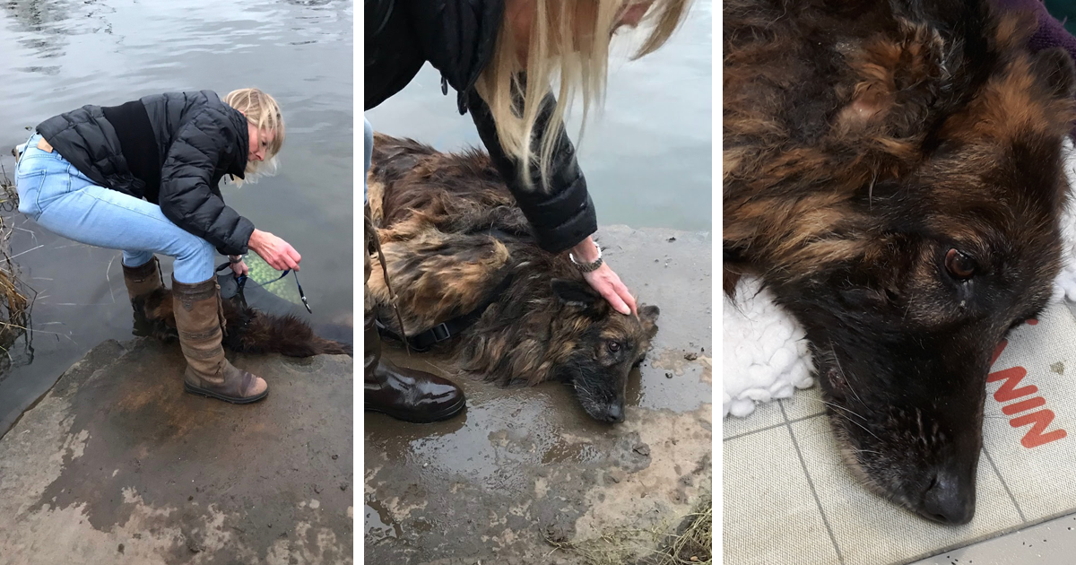 Dog Who Was Set To Drown In Freezing Cold Water Gets Rescued By Amazing People - grandgoldman.com