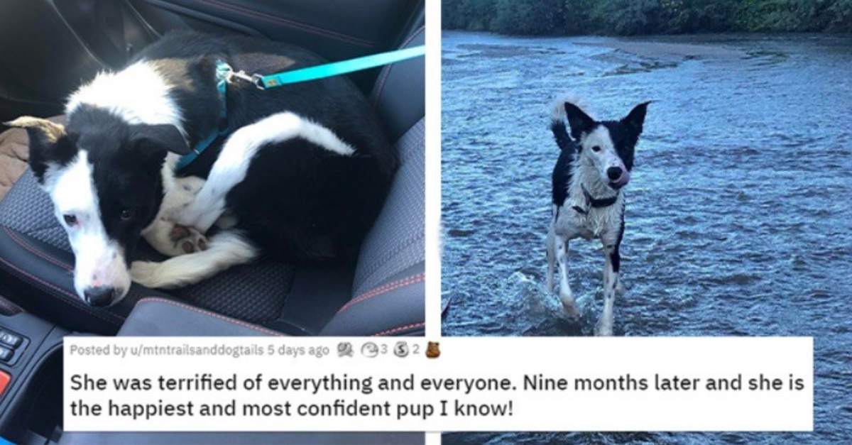 Before And After Adoption Glowups Will Show You The True Power Of Love - grandgoldman.com