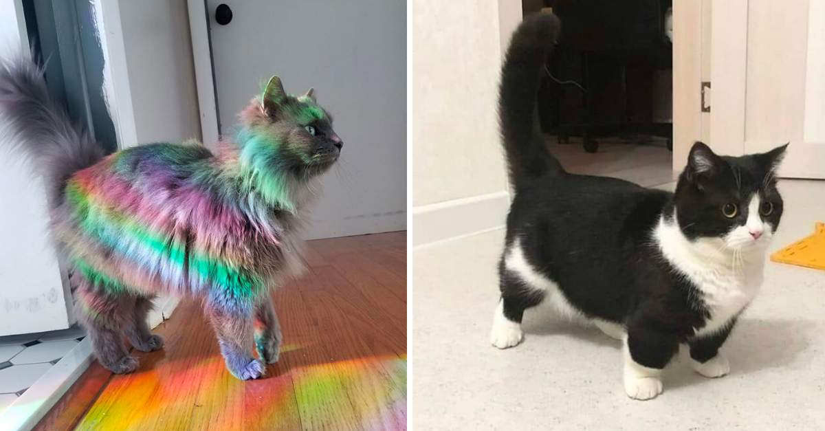 50 Times Cats With ‘Powerful Auras’ That Show How Cats Rule The World