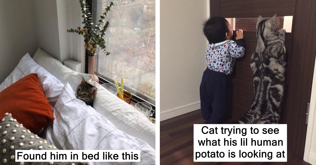 18 Precious Cats That Must Be Protected At All Costs