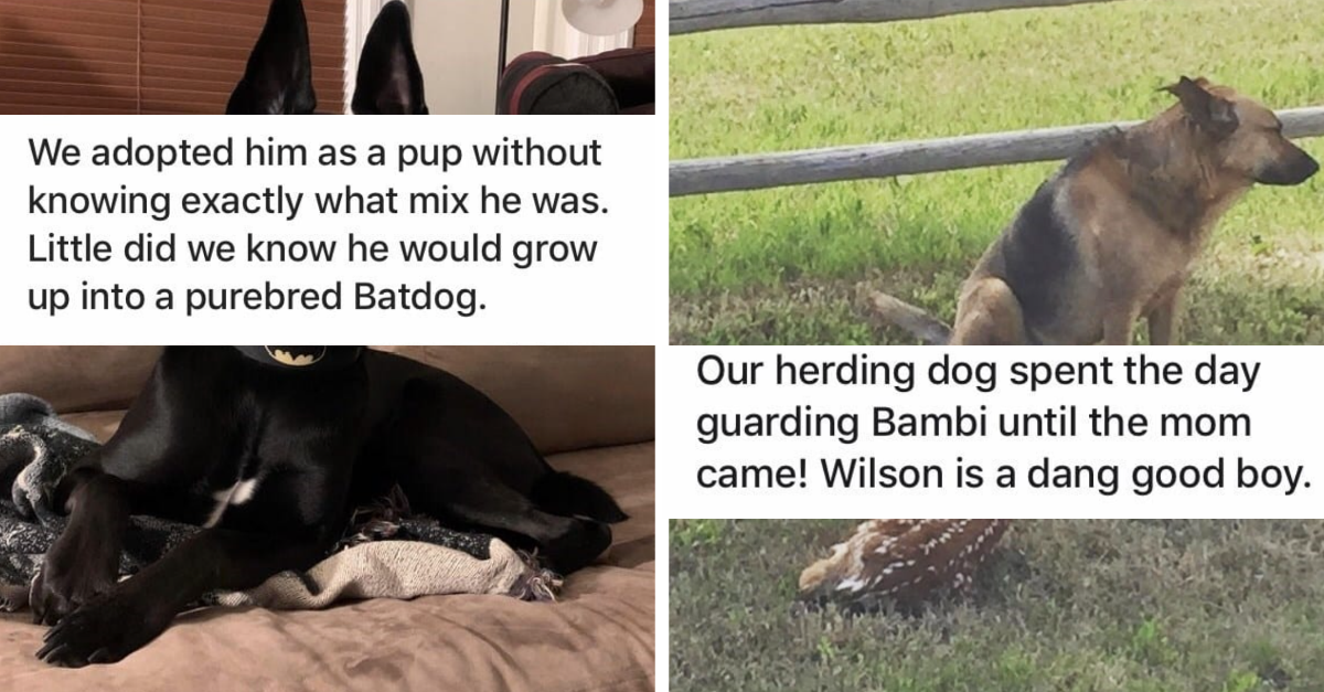 22 Wholesome Dog Moments That Prove Dogs Are Too Pure For This World - grandgoldman.com