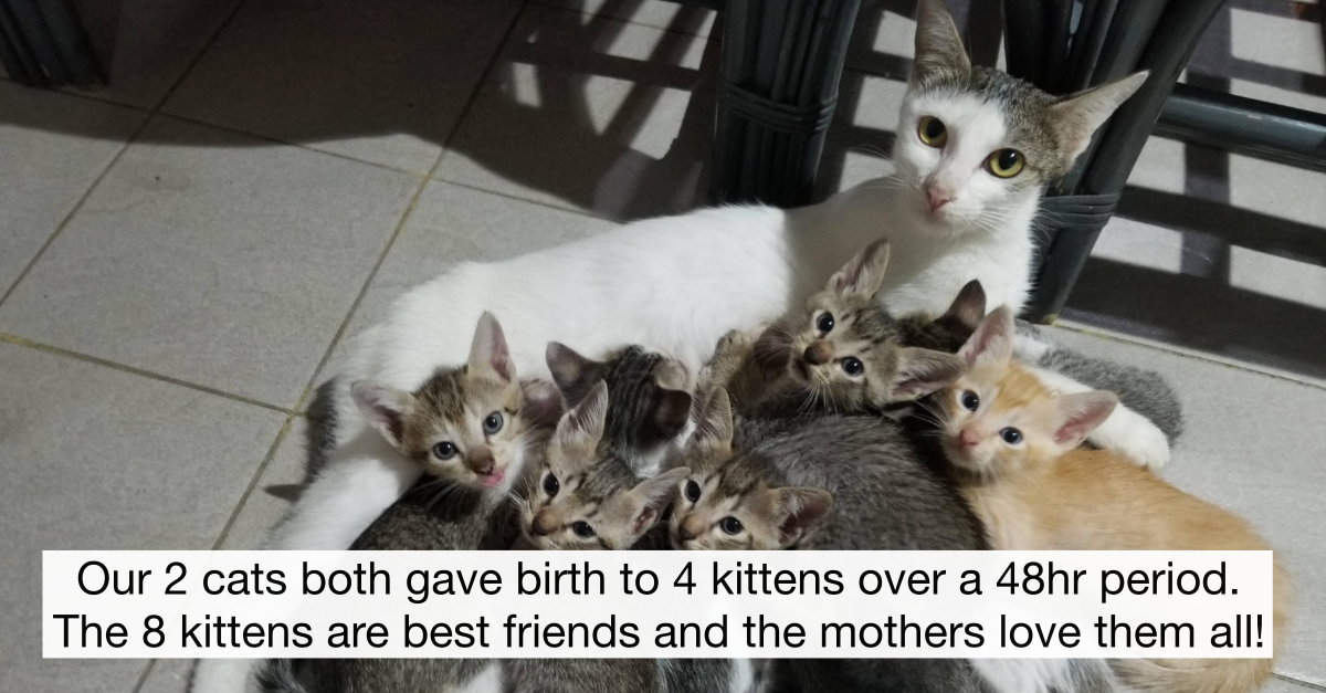 People Who Adopted Pregnant Cats And Ended Up With A Huge Litter Of Kittens