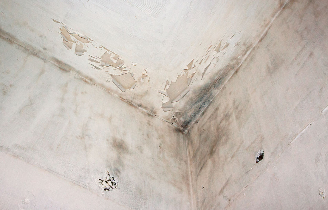 Easy Ways to Beat Mold with Saratoga Products
