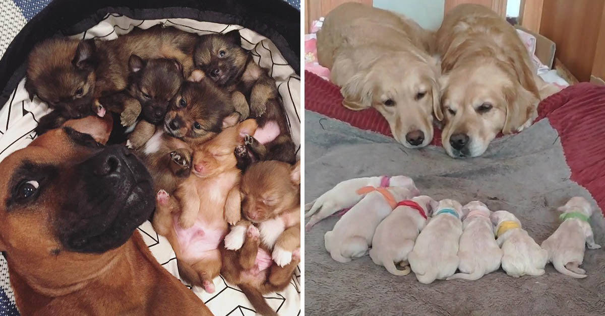 26 Adorable Proud Dog Parents With Their Newborn Puppies