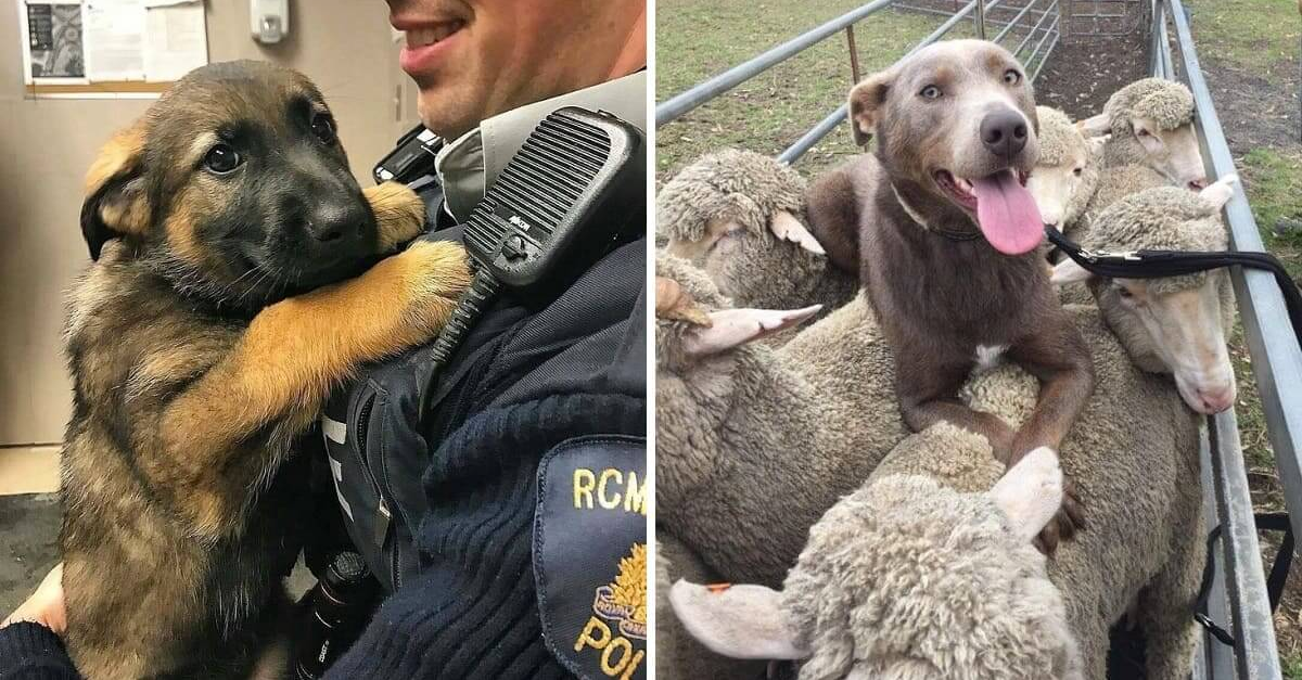 24 Of The Most Professional Dogs Who Are Fully Satisfied And Proud Of Their Jobs - grandgoldman.com