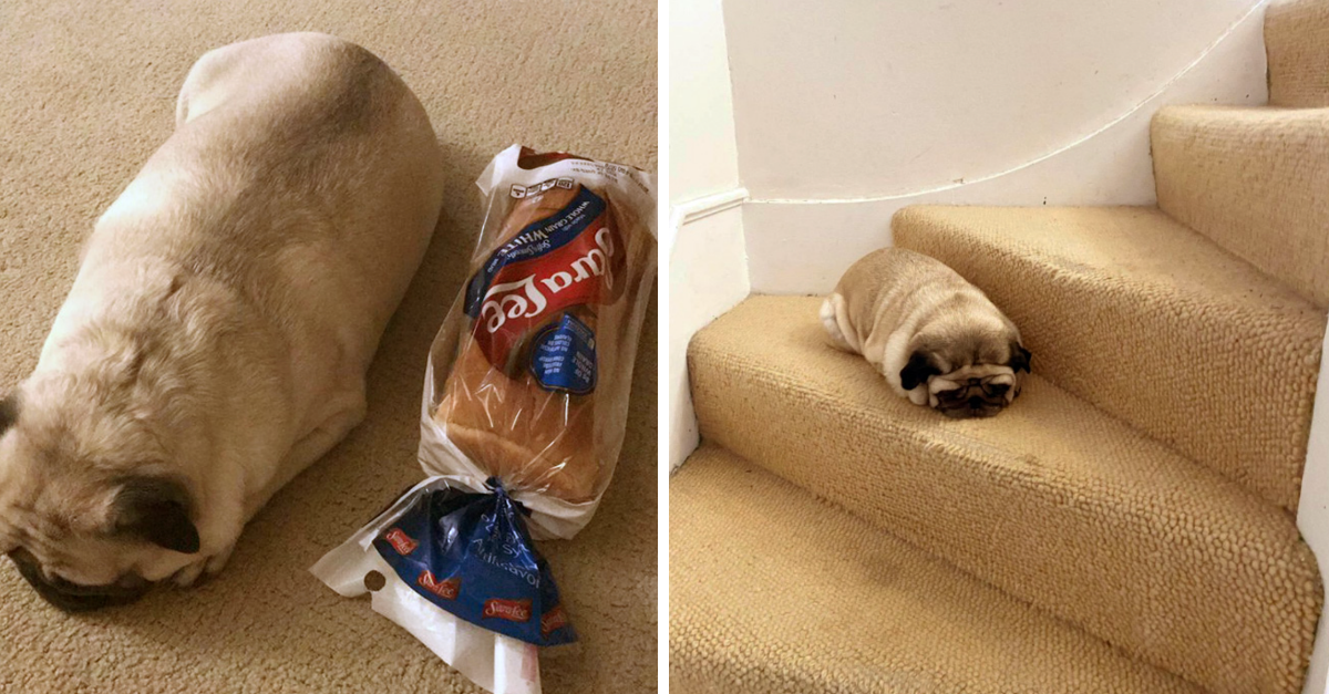 20 Pugs That Look Like Loaves Of Bread Living Their Best Pug Life