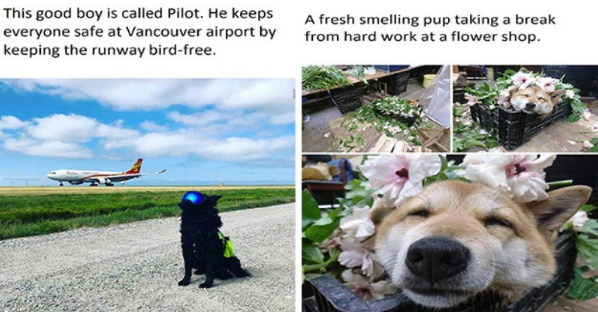 18 Hardworking Puppers On The Clock - grandgoldman.com