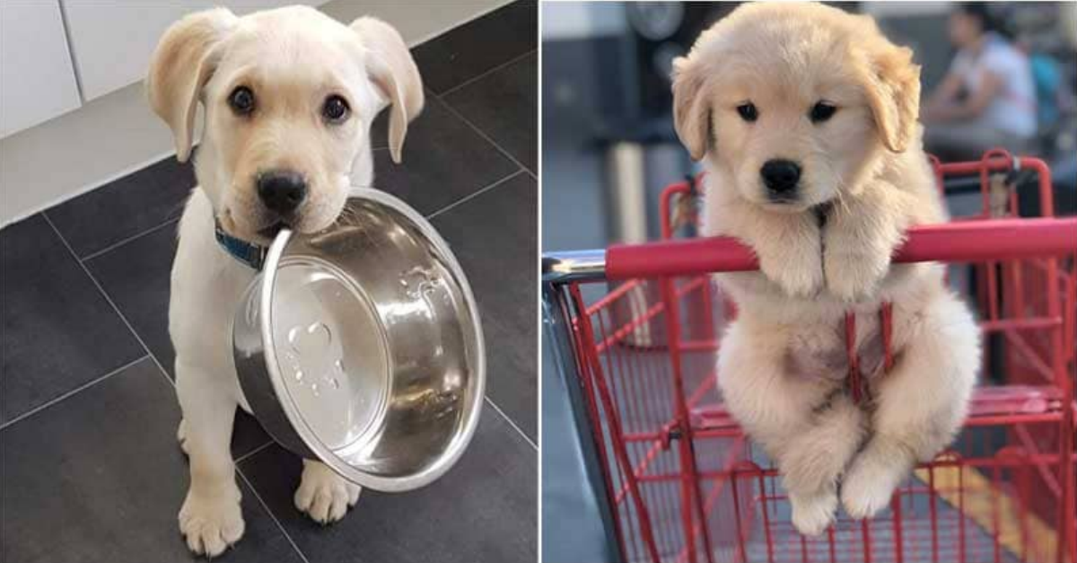 40 Pics Of Adorable Puppies That Prove They Are Born Angels - grandgoldman.com