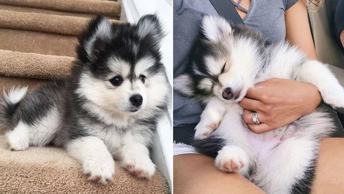 11 Adorable Puppies That Will Steal Your Heart Instantly
