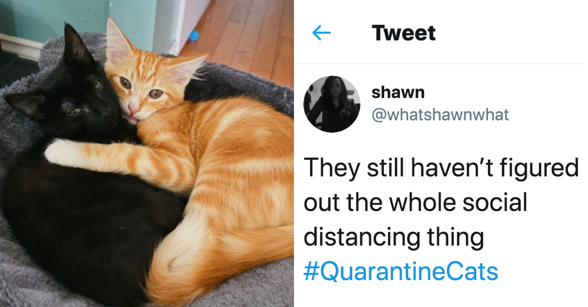 25 Uplifting Cat Tweets That’ll Cheer You Up - grandgoldman.com