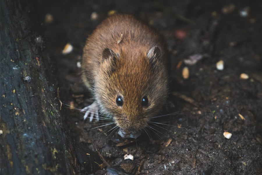 Fall Rodent Invasion: How to Control Rats & Mice Effectively