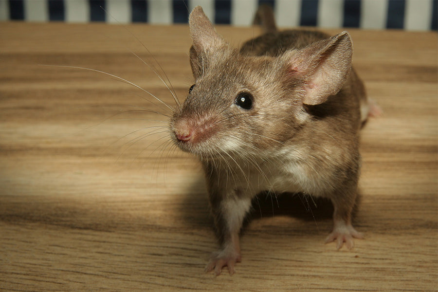 Rat & Mouse Behavior: Smart Pest Control Guide for Homeowners