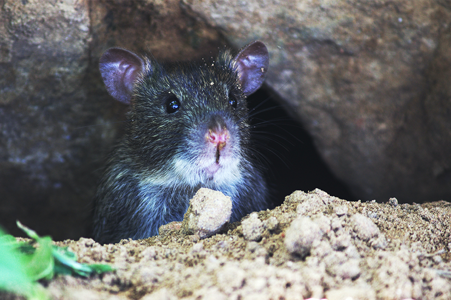 Winter Rodent Invasion: How to Spot & Remove Mice & Rats Fast