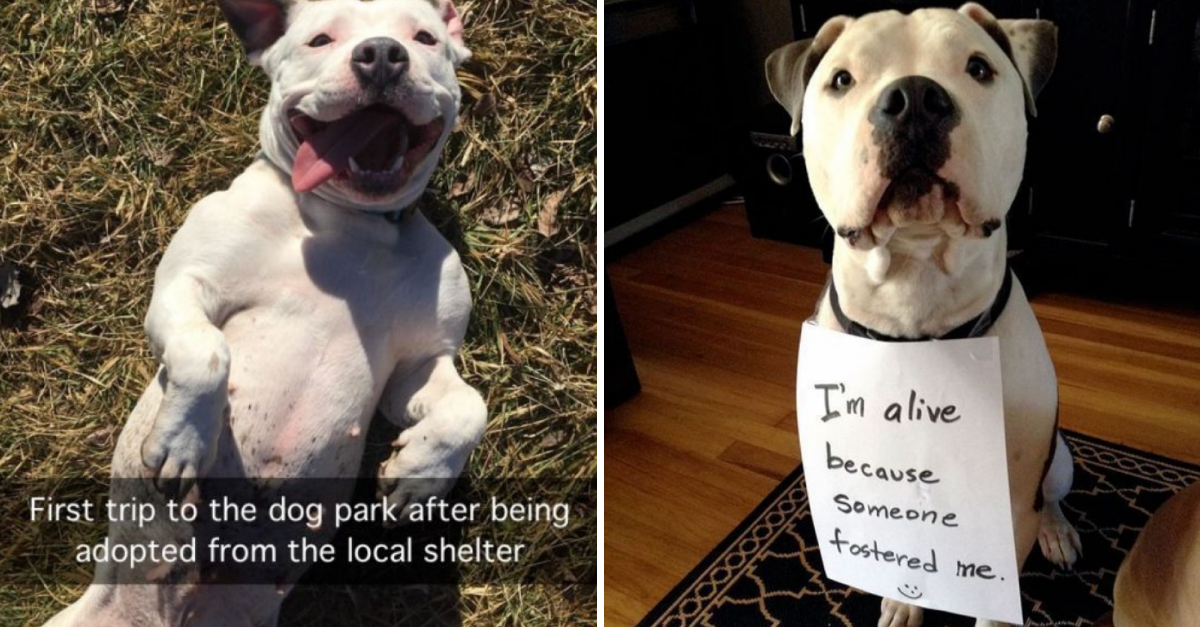 10 Reasons Why We Should Support Dog Shelters And Adopt More And More Dogs
