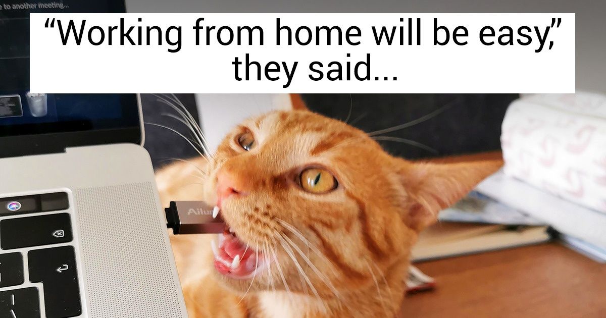 17 Pet Owners Showed Who Their Boss Really Is When They Work From Home - grandgoldman.com