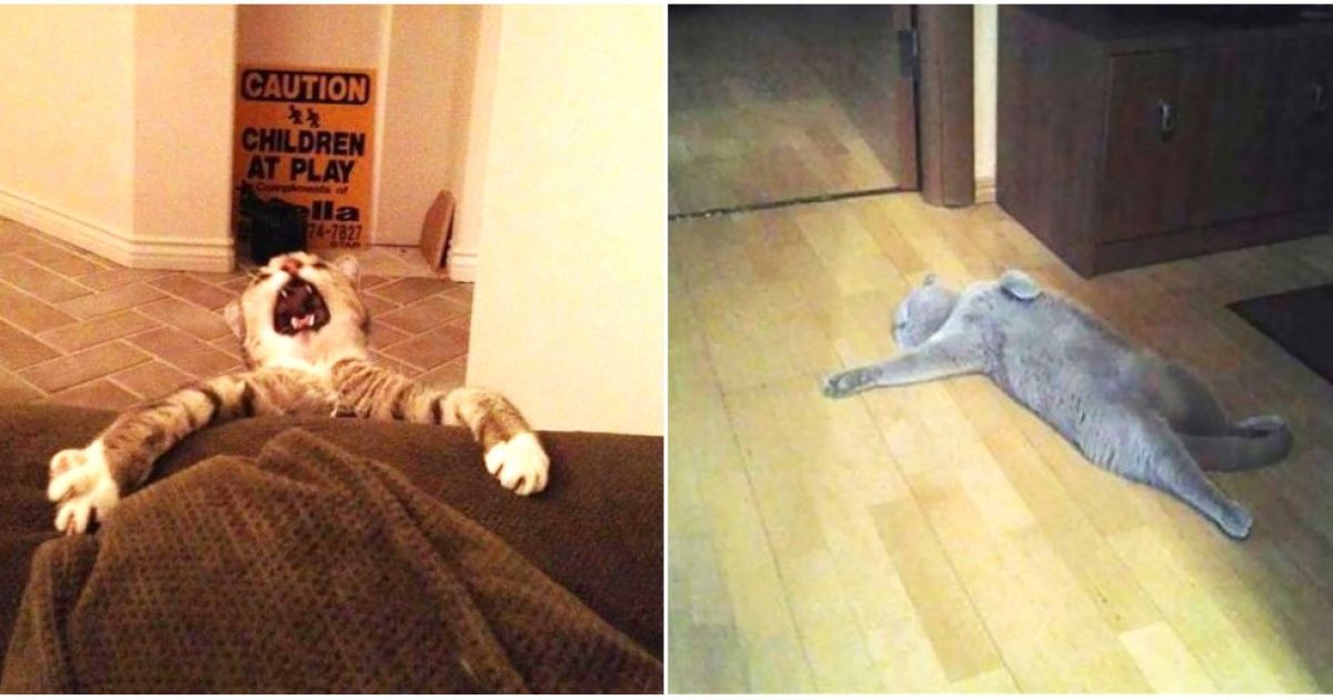 15 Hilarious Photos Of Overdramatic Cats That Watch Too Much Daily Soap Operas