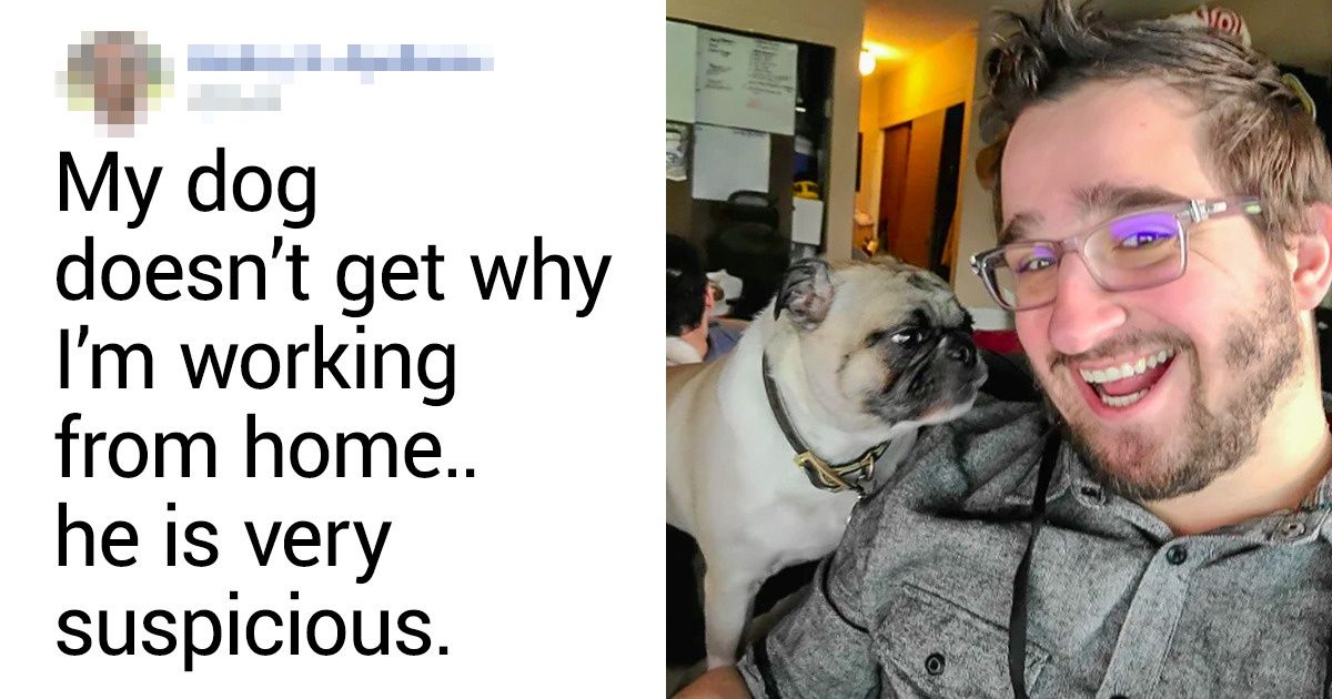 15 Pets Who Want Undivided Attention From Their Owners Working From Home - grandgoldman.com
