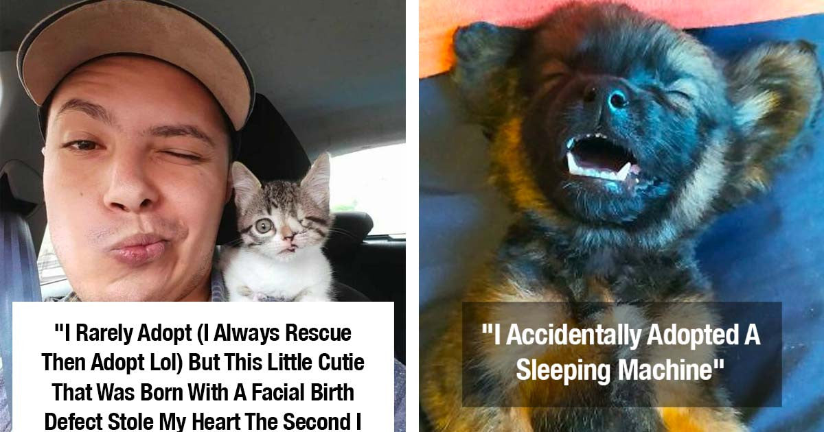 40 Wholesome Pictures Of Rescued Pets That Will Melt Your Heart - grandgoldman.com