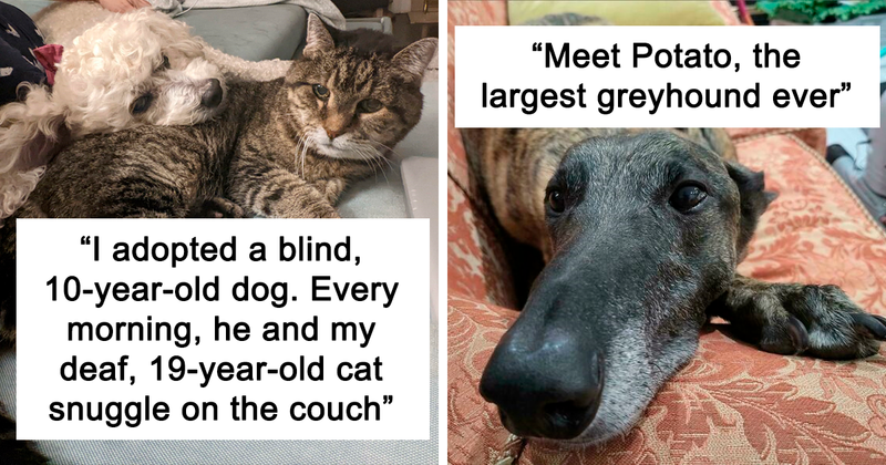 50 Adorable Pictures Of Pets Who Just Found A New Home That Will Warm Your Heart