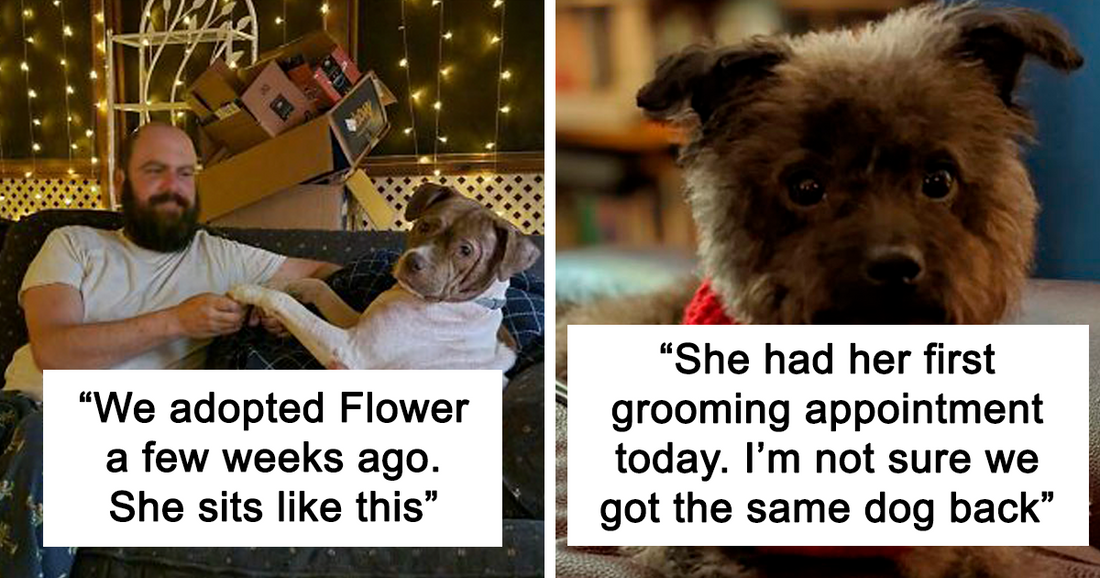50 Wholesome And Adorable Photos Of Rescued Pets To Make Your Day