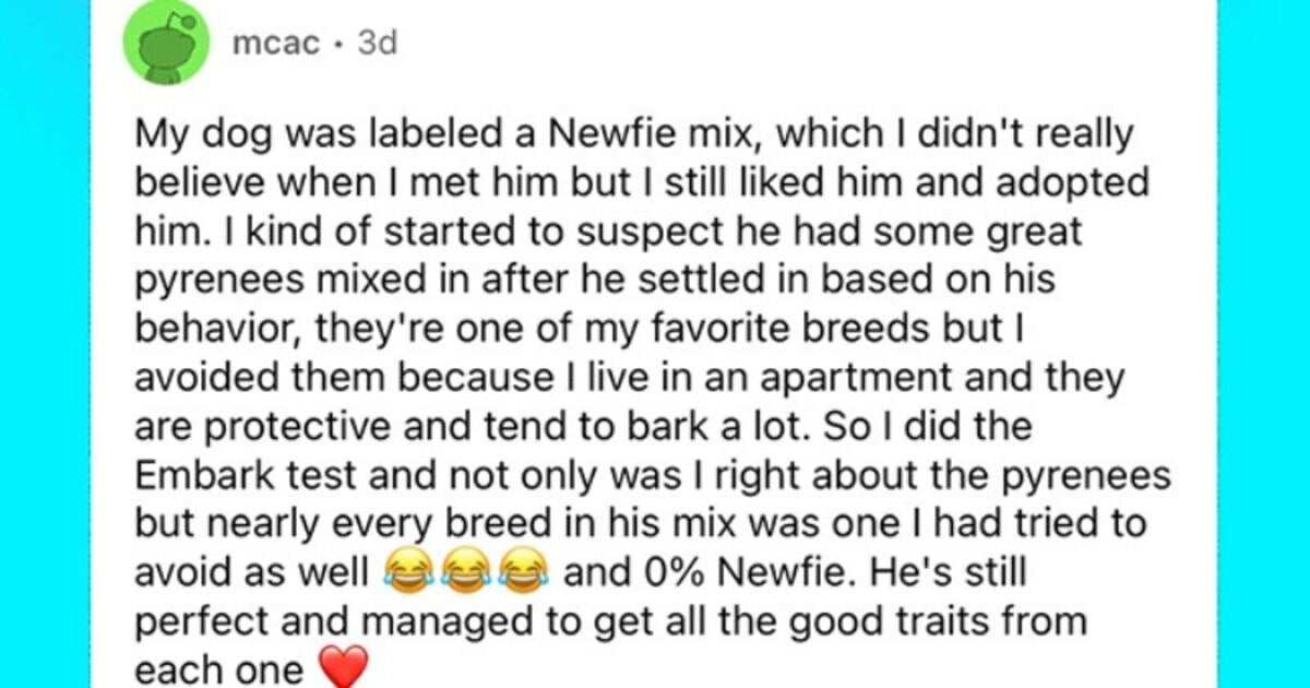 Funniest Stories Of Rescue Pups Labeled As Certain Breed Turning Out To Be Different - grandgoldman.com