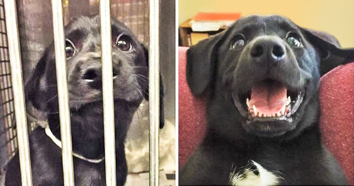 20 Before and After Doggie Adoption Photos That Show True Happiness