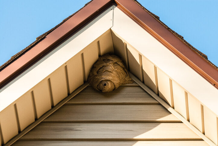 How to Remove a Hornet Nest from Roller Shutters – Safe Guide