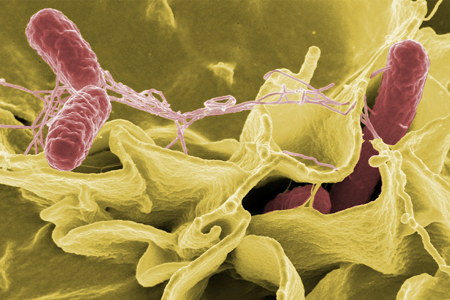 Salmonella & Salmonellosis: Symptoms, Prevention & Pest Control Tips