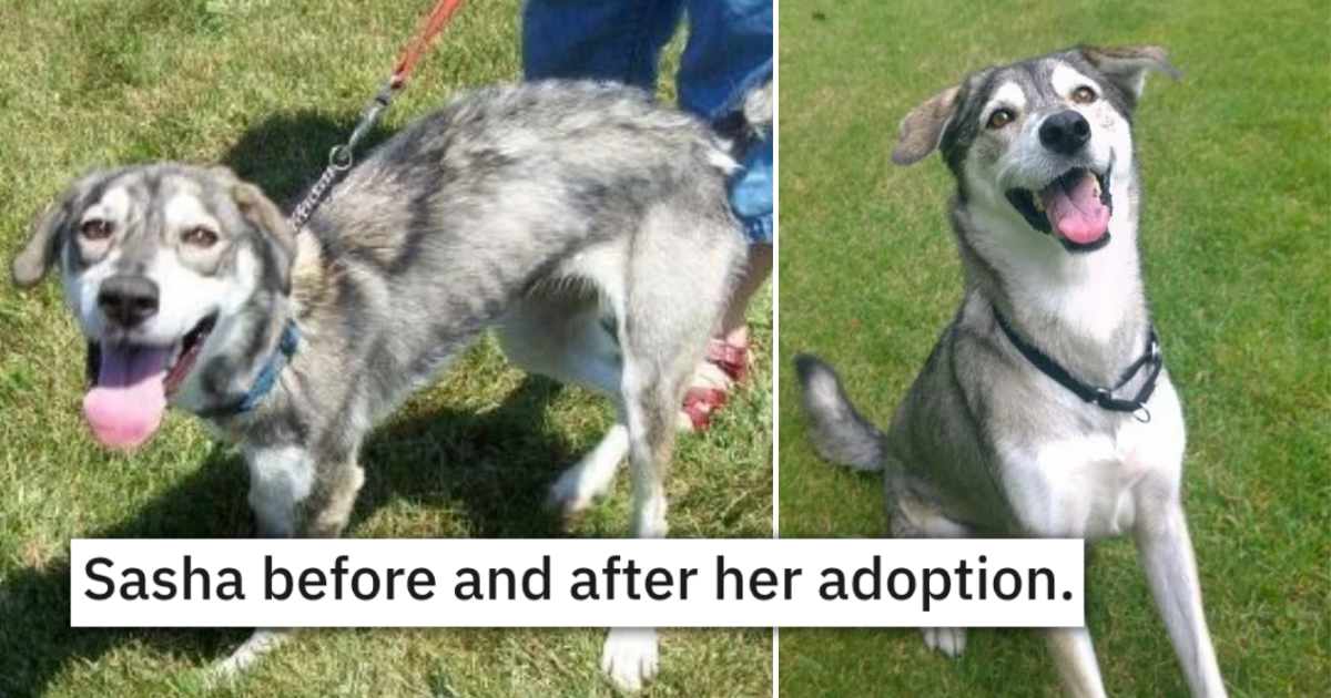 Power Of Love: 26 Before And After Photos Of Animal Transformations That Will Melt Your Heart